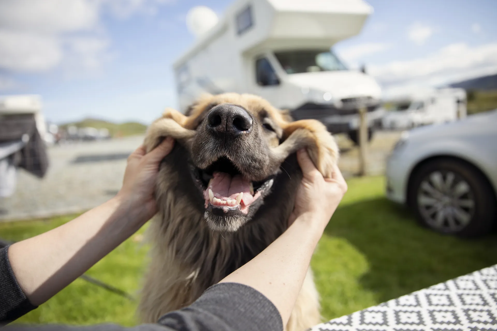 Viajar con mascotas